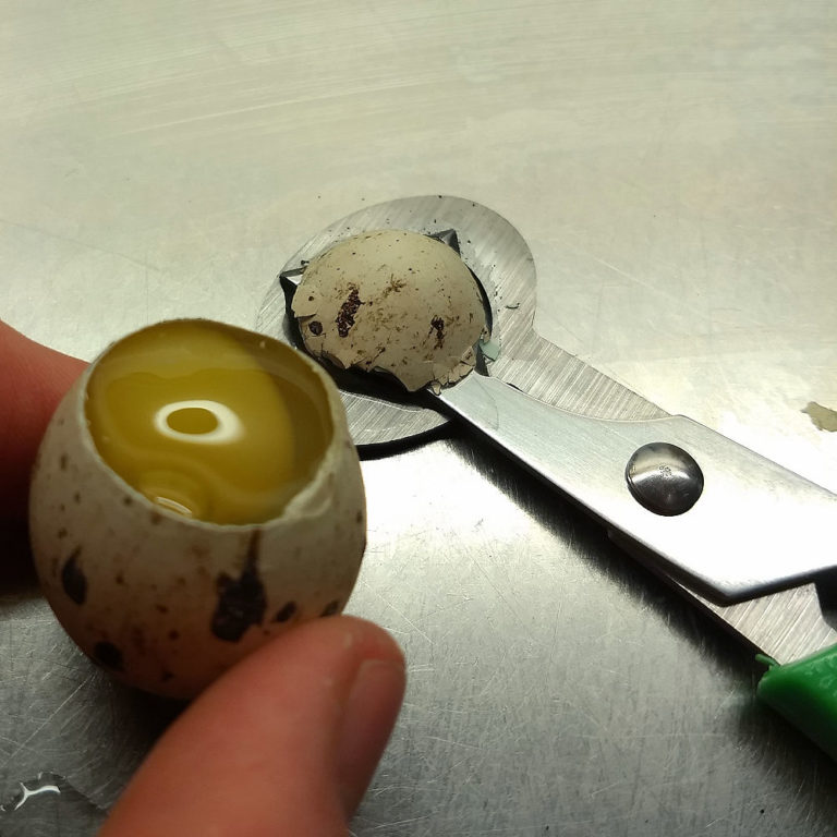 Knäcka ägg Med En Hand